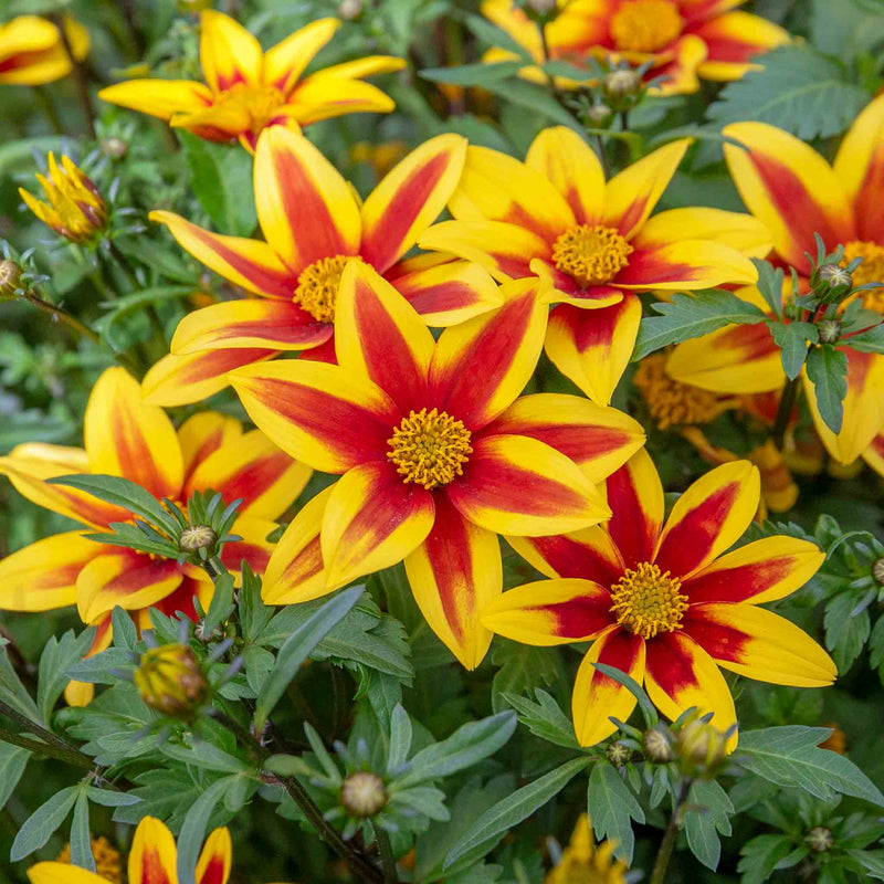 Bidens 'Blazing Star'