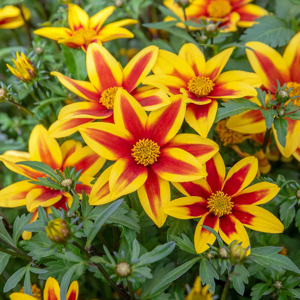 Bidens 'Blazing Star'