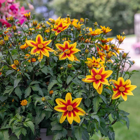 Bidens 'Blazing Star'