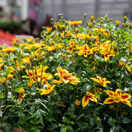 Bidens 'Blazing Star'