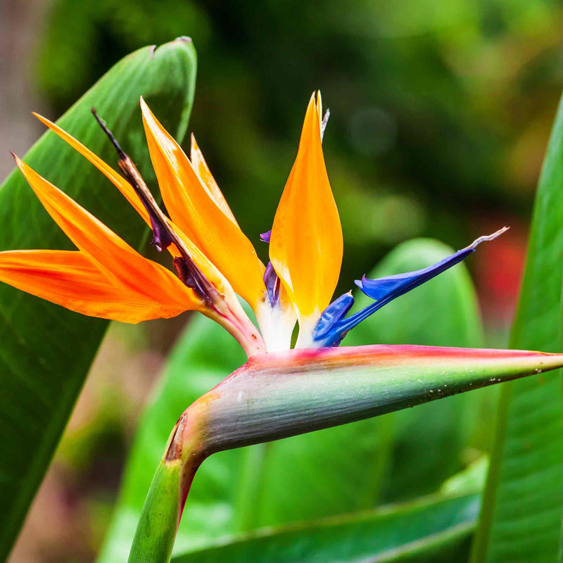 Bird of Paradise Seeds