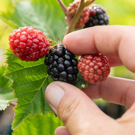 Blackberry 'Asterina'