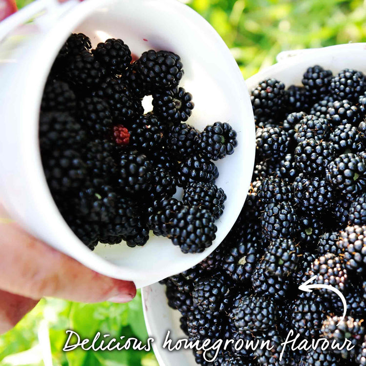 Blackberry 'Asterina'