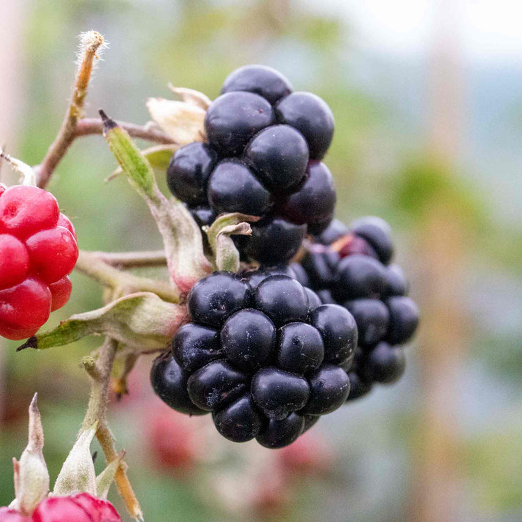 Blackberry 'Asterina'