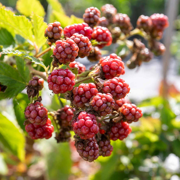 Blackberry 'Tiny Black'