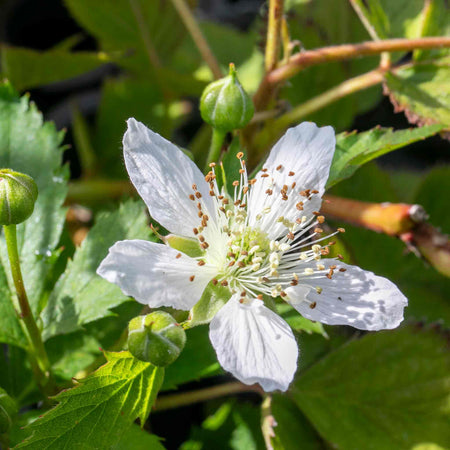 Blackberry 'Tiny Black'
