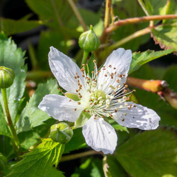 Blackberry 'Tiny Black'