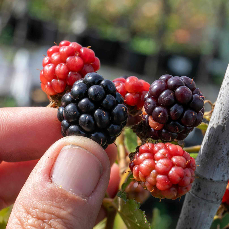 Blackberry 'Tiny Black'