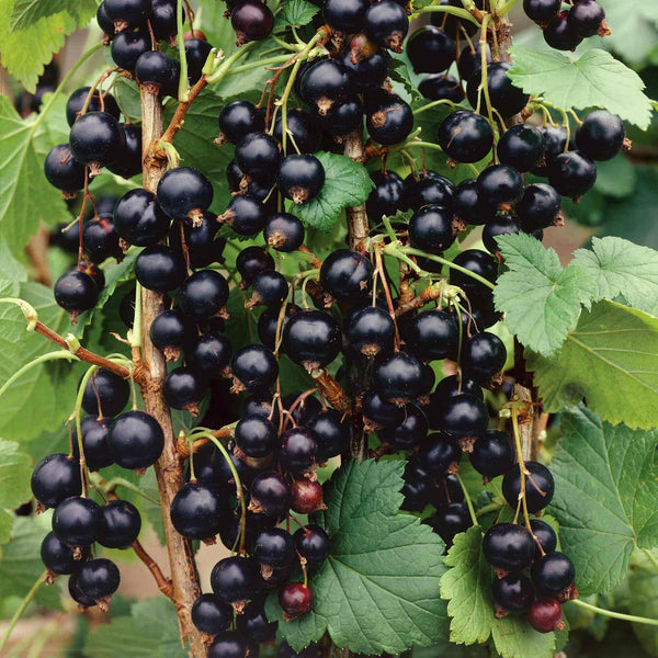 Blackcurrant 'Ben Sarek'