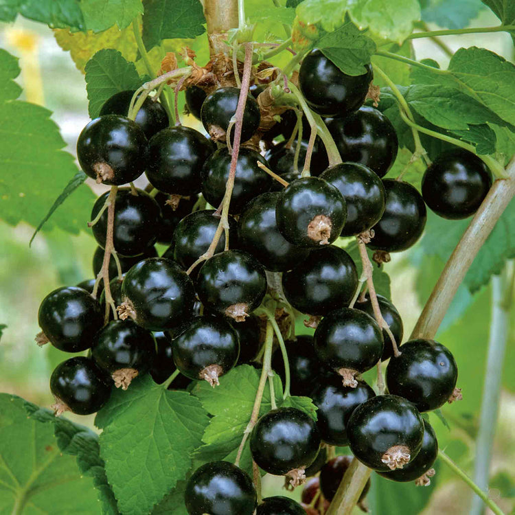 Blackcurrant 'Ebony'