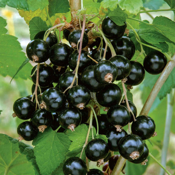 Blackcurrant 'Ebony'