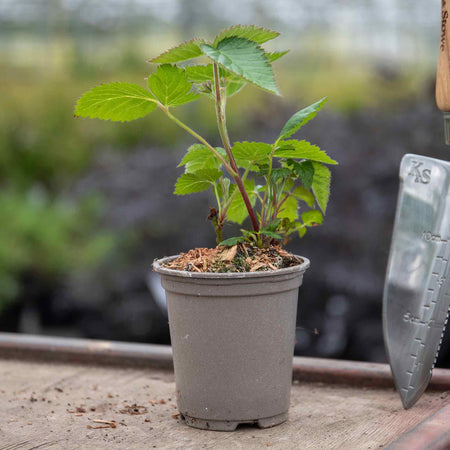 Lowberry® Blackcurrant 'Little Black Sugar'
