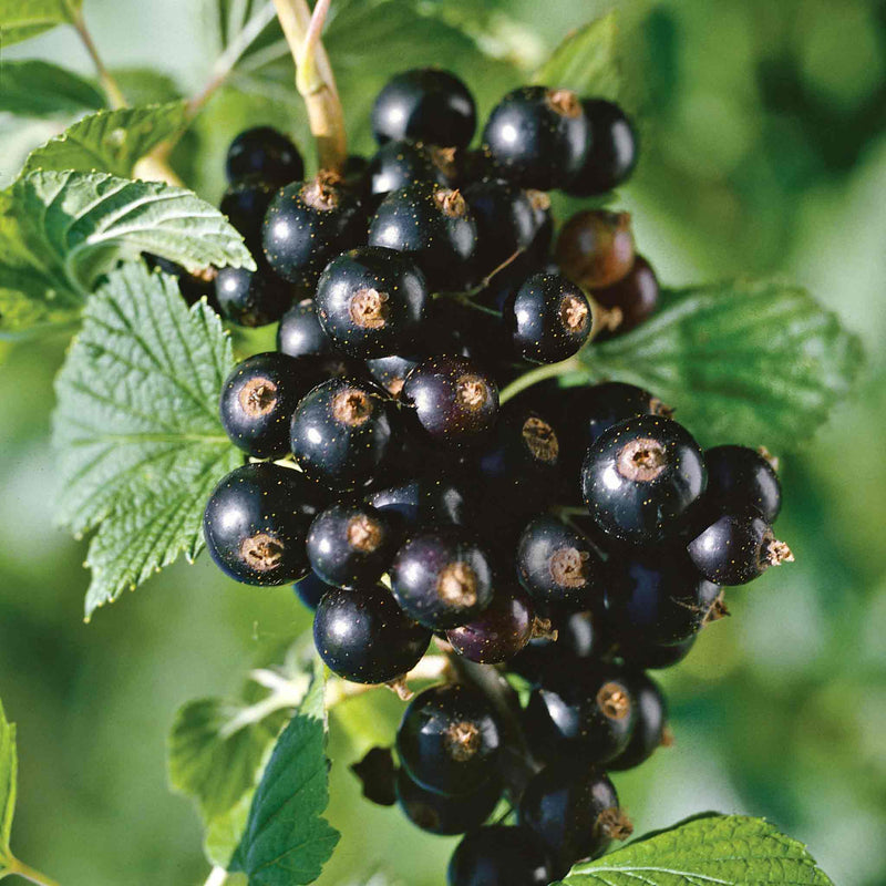 Blackcurrant 'Titania'