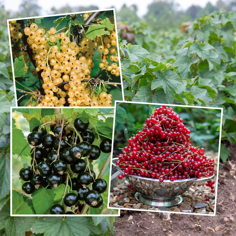 Currant Bush Collection