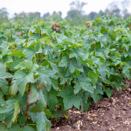Blackcurrant 'Ebony'