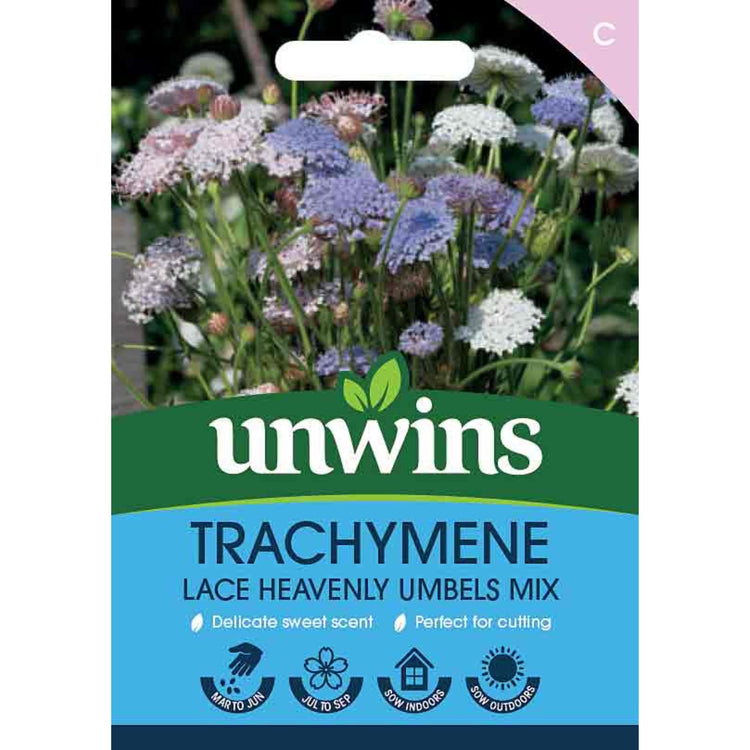 Blue Lace Flower Seeds 'Lace Heavenly Umbels'