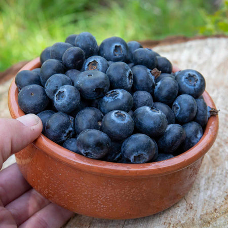 Blueberry 'Goldtraube'