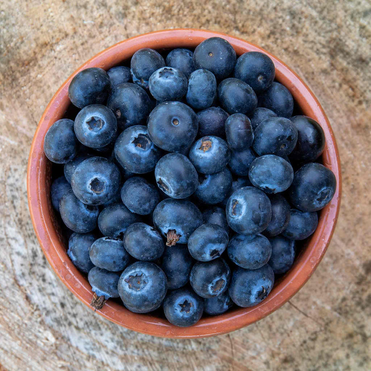 Blueberry 'Brigitta Blue'