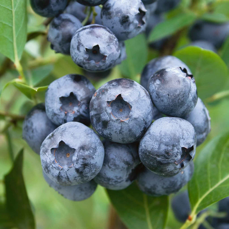 Blueberry 'Bluecrop'