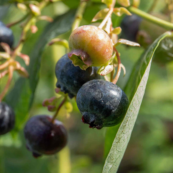 Blueberry 'Bluegold'