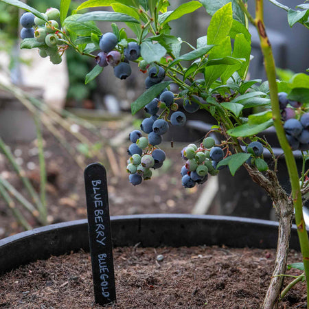 Blueberry 'Bluegold'