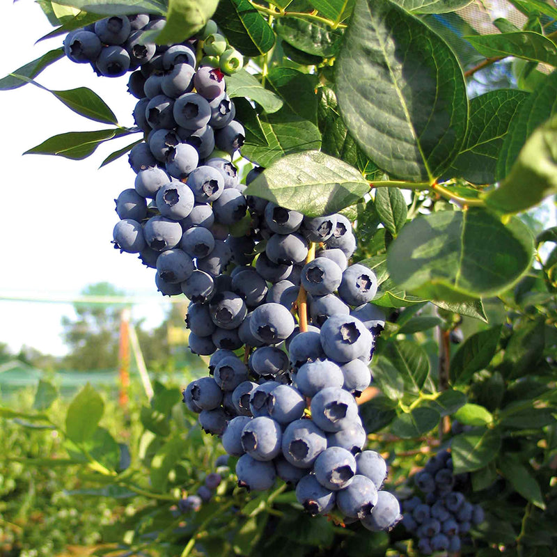 Blueberry 'Duke'