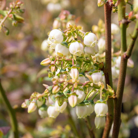 Blueberry 'Bluegold'