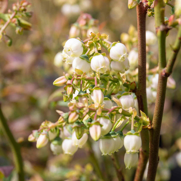 Blueberry 'Bluegold'