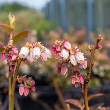 Blueberry 'Brigitta Blue'