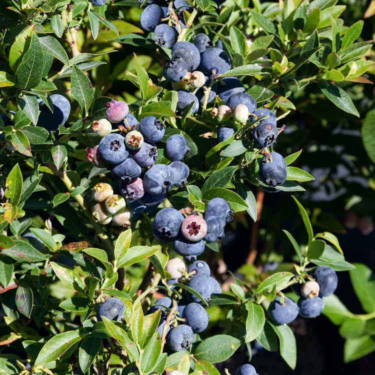 Blueberry 'Brigitta Blue'