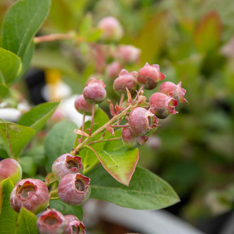 Blueberry 'Pink Berry'