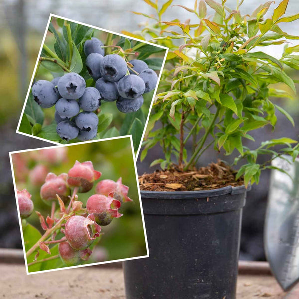 Blueberry 'Sunshine Blue' and 'Pink Lemonade' Duo Pack