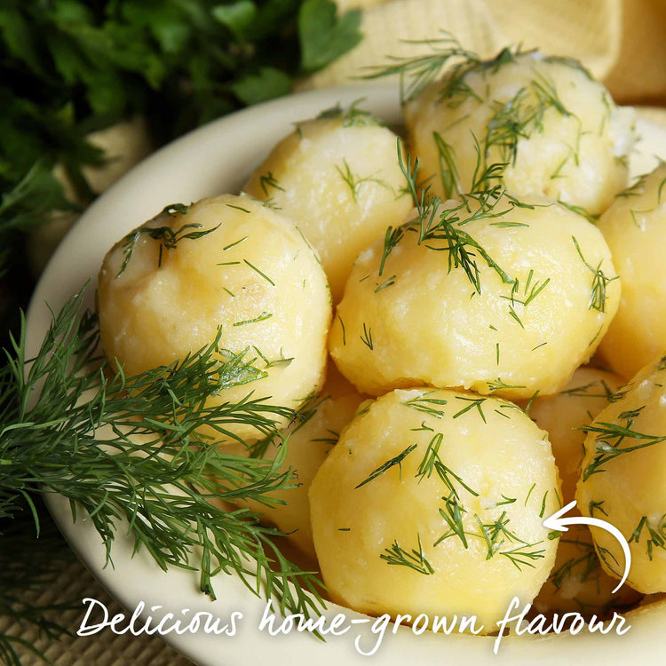 Pre-Chitted Seed Potato 'Charlotte'