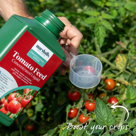 Cordon Tomato 'Buffalosun'