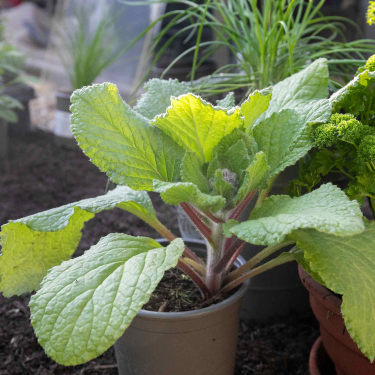 Borage Plant