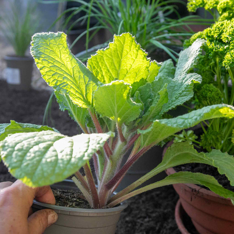 Borage Plant