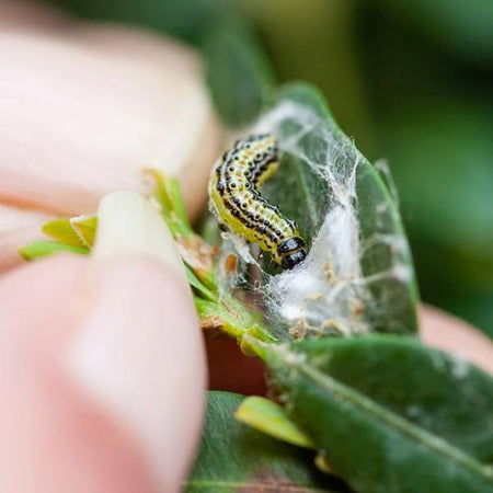 DragonFli Box Caterpillar Killer Nematodes 70sqm