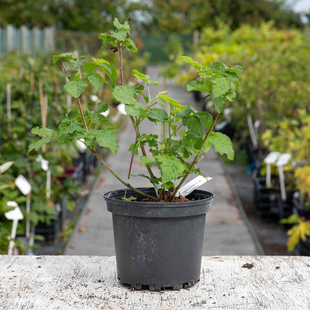 Boysenberry Plant
