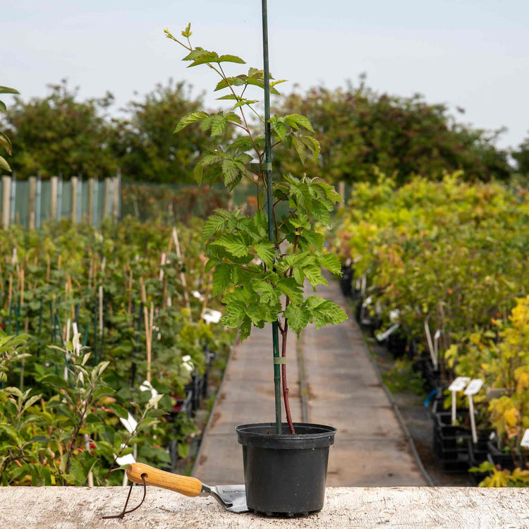 Boysenberry Plant