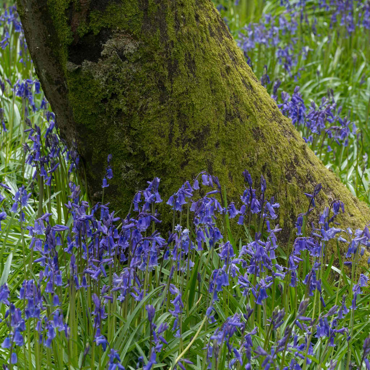 British Native Bluebells Bulbs in the Green