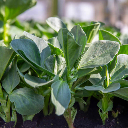 Broad Bean 'Collection'