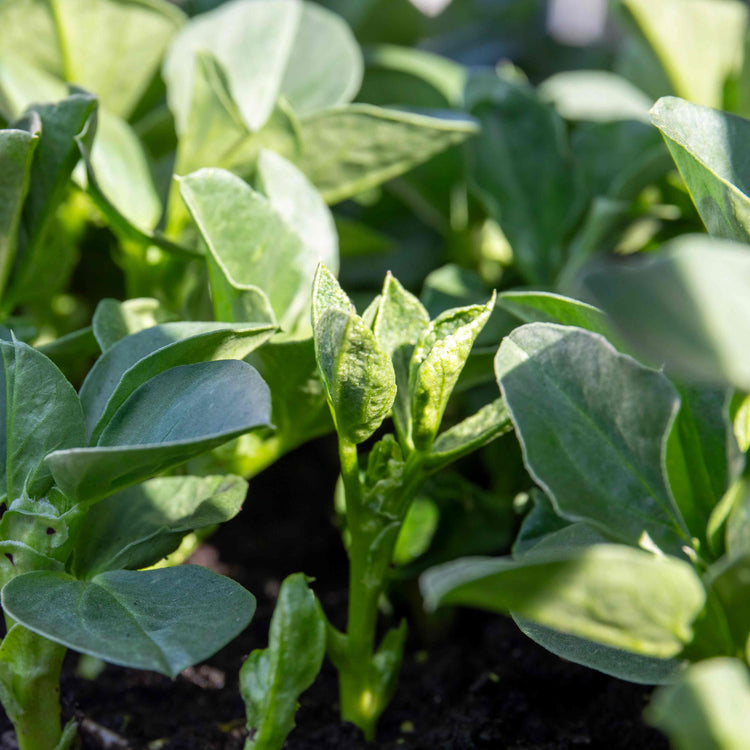 Broad Bean Seeds 'Meteor Vroma'