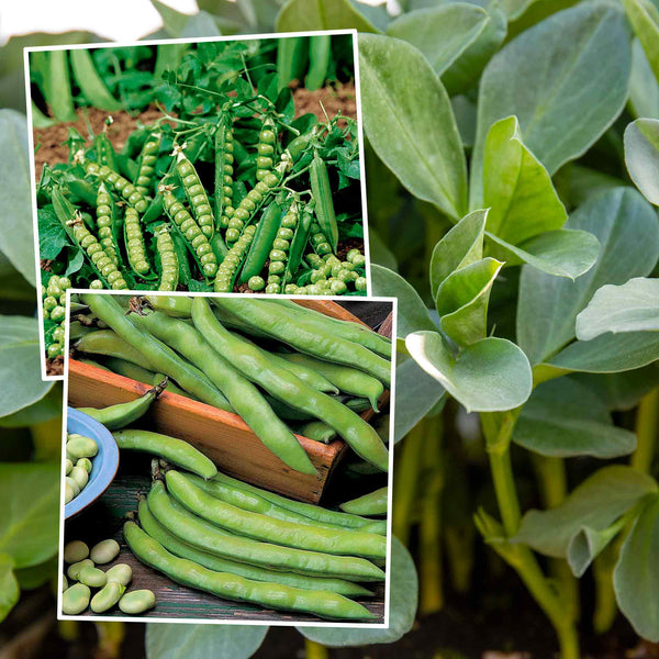 Pea and Bean Seeds 'Duo Pack'