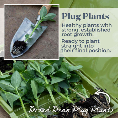 Broad Bean 'Collection'