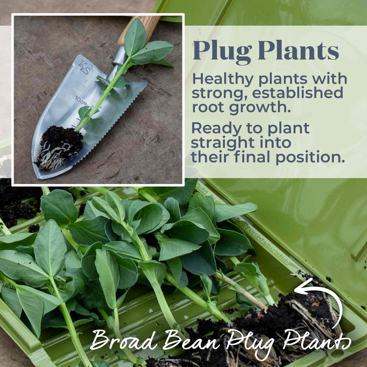 Broad Bean 'Collection'