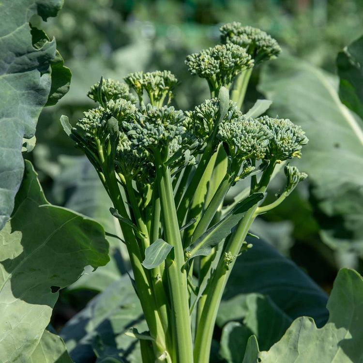 Broccoli 'Calabrese Slender Stem'
