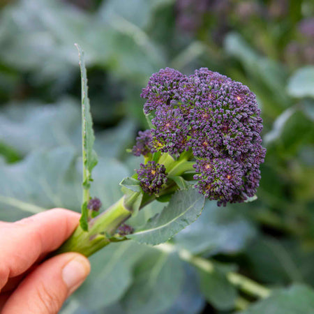 Broccoli Seeds 'Extra Early Rudolph'