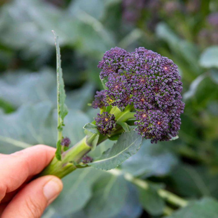 Broccoli Seeds 'Extra Early Rudolph'