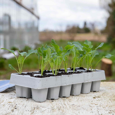 Broccoli White Sprouting 'Burbank'