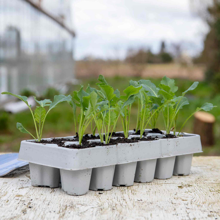 Broccoli White Sprouting 'Burbank'